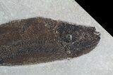 Notogoneus Fossil Fish (Scarce Species) - Wyoming #47551-4